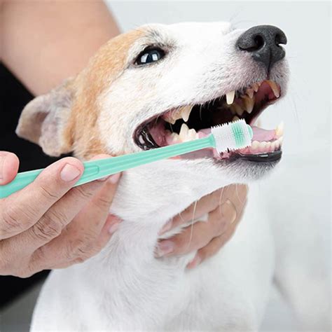 Détartrer Les Dents De Chien Une Opération Importante