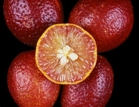 A Taste Of The Outback Csiro Lime Varieties Csiropedia