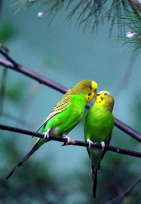 Parakeet Kiss By Floridapfe Via Flickr Parakeetsbudgies Pinterest