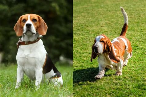 Beagle Vs Basset Hound Comparison Whats The Difference