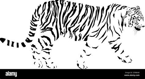 Vectores de tigre blanco Imágenes vectoriales de stock Alamy