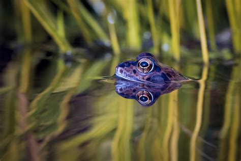 Amphibian Frog Reflection Water Wildlife Wallpaper Resolution