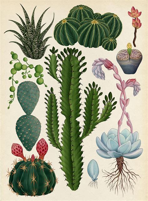 The Botanical Drawings Of Katie Scott Dibujos Botánicos Ilustración
