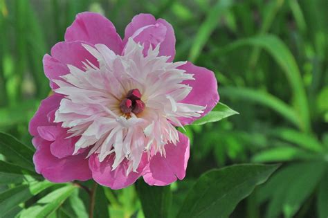 Peônia Jardim Rosa · Foto Gratuita No Pixabay