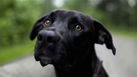 Sad Black Dog Wallpapers And Images Wallpapers Pictures Photos