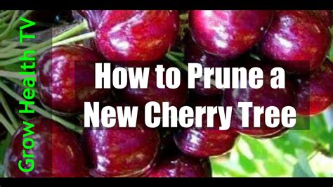 How To Prune A Flowering Cherry Tree Youtube