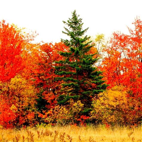 Autumn Colours Michael Flickr