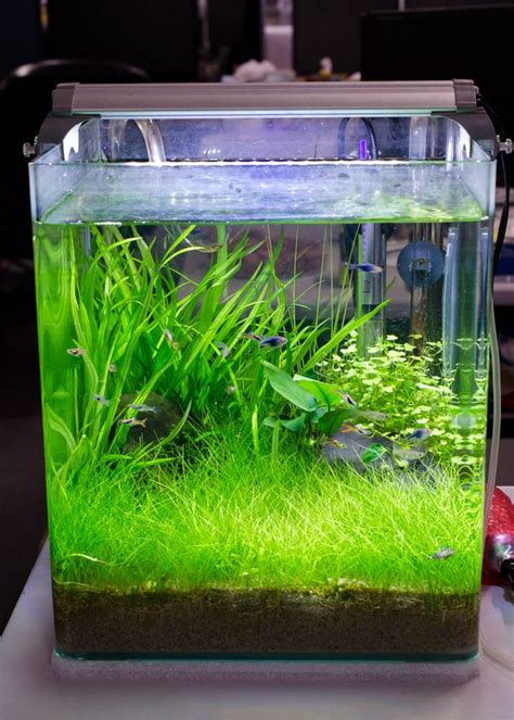 Aquarium plants are our specialty. Best 25+ Nano tank ideas on Pinterest | Shrimp tank, Nano ...