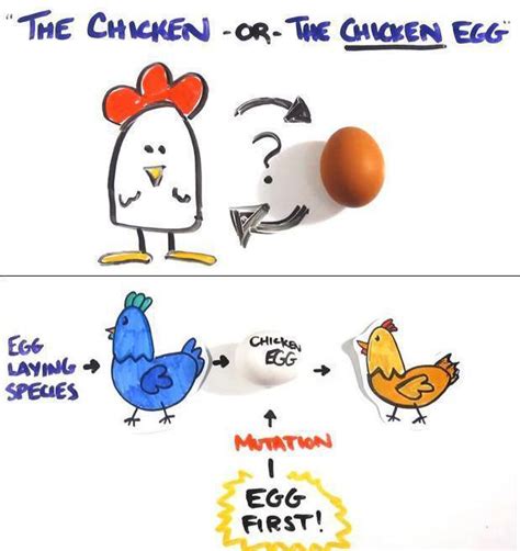 In order to answer whether the chicken or egg was first we will have a look at reproduction of cells and egg formation. Which came First: The Chicken or the Egg?