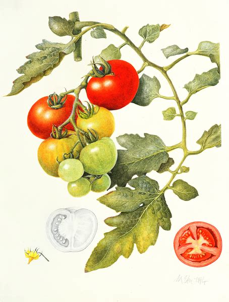 Tomatoes Margaret Ann Eden Als Kunstdruck Oder Handgemaltes Gemälde