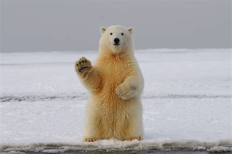 Polar Bear On Snow Covered Ground During Daytime Hd Wallpaper Peakpx