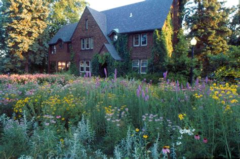Design Your Yard With Native Plants Backyard Front Yard Wildflower