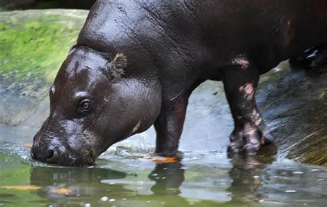 Pygmy Hippo The Animal Facts Appearance Behavior Diet Habitat