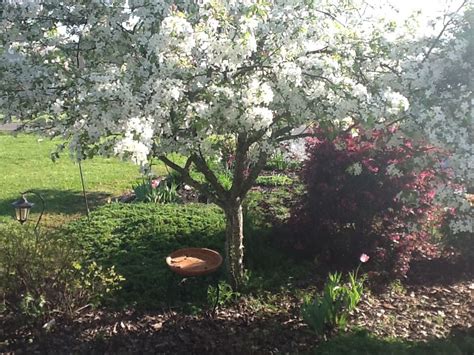 Our Dwarf Crabapple In Spring It Develops More Of A Weeping Habit In