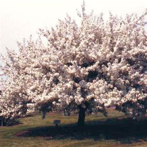 Spring Snow Flowering Crabapple Tree Stark Bros