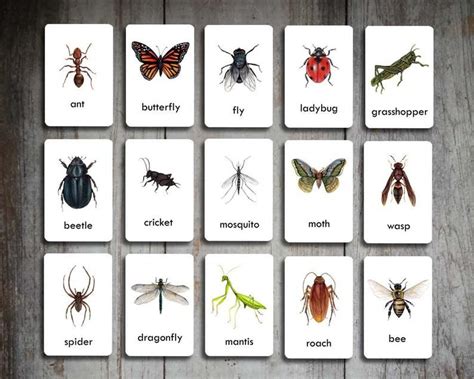 Bug Flash Cards Set Of 15 Homeschool Educational Classroom Etsy In