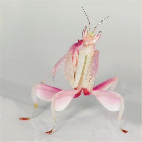 Hymenopus Hymenopus Picture Insect