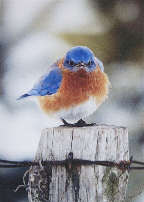Mad Bluebird Solstice Card Blue Bird Animals Backyard Birds