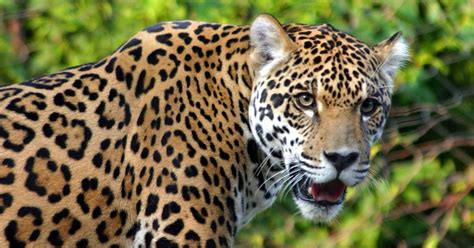 Leopard Taxonomy And Evolution