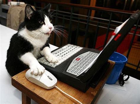 Funny Pictures Of Cat And Technology Amazing Creatures