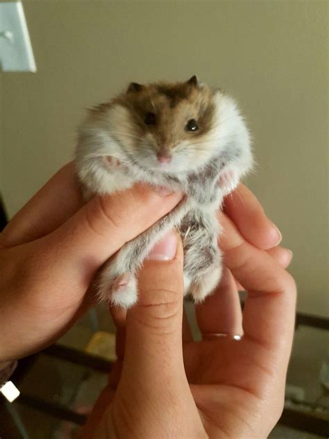 Hamster Love Heart Melting Photos Of These Tiny Pets Animal Wallpaper