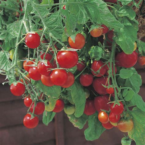 Tomato Cherry Tumbling Tom Red Seeds From Mr Fothergills Seeds And