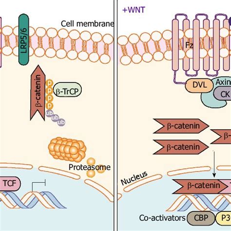 Canonical Wnt Catenin Signaling Pathway In The Absence Of Wnt Ligand