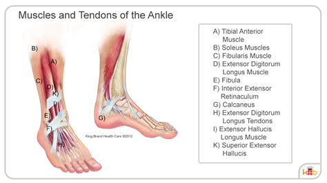 Ankle Extensor Tendonitis Treatment