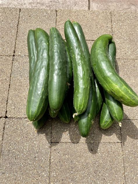 How To Grow The Best Heirloom Cucumbers Heirloom Grown