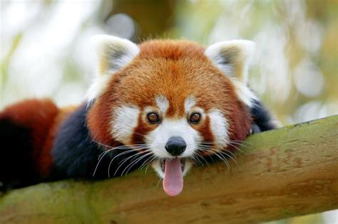 Panda Roux Parc Animalier Zoo Zoo Et Parc De Thoiry Cute Animals