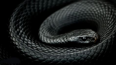 Black Mamba Snake Reptiles Snake Mamba Animals Black Mamba Hd