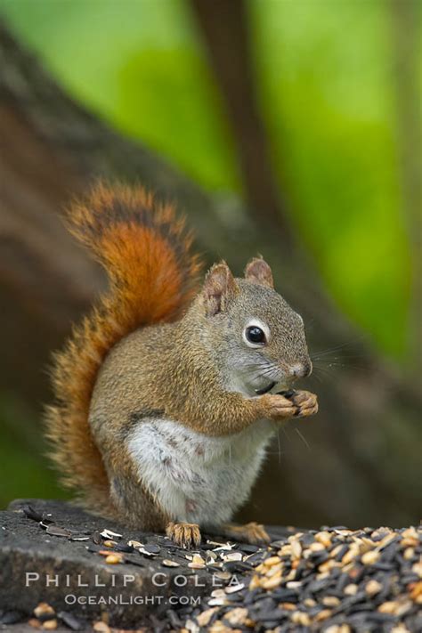 North American Red Squirrel Photo Stock Photograph Of A North American