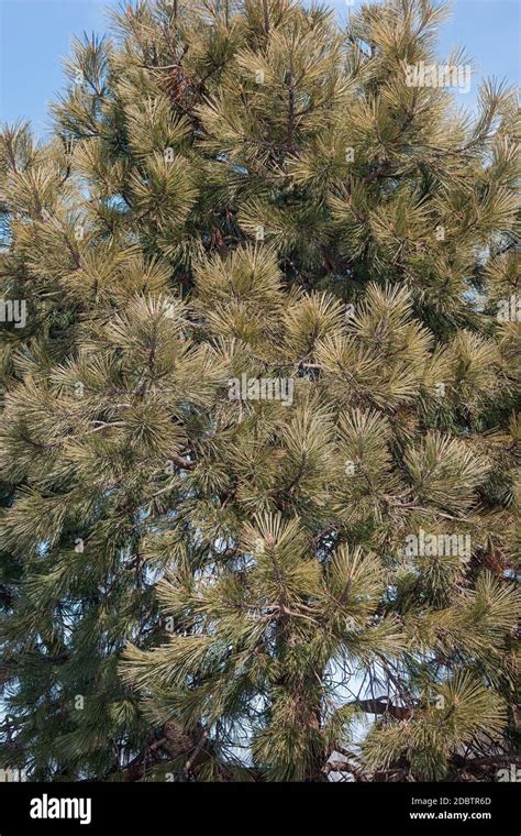 Ponderosa Pine Pinus Ponderosa Called Bull Pine Blackjack Pine And