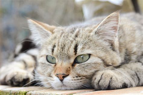 Of all the strange cat behaviors, why do cats sleep on you? Secrets You Never Knew About Your Cat