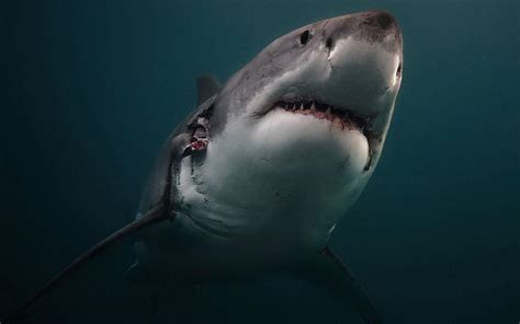 Great White Shark Wallpapers Hd Wallpaper Cave