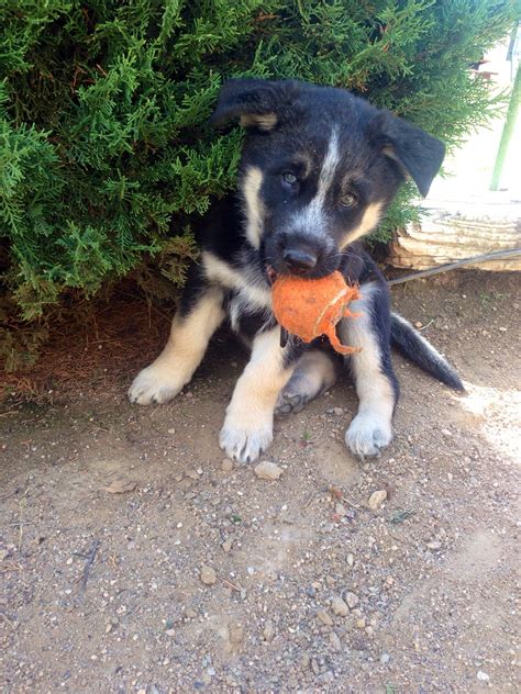 Is the german shepherd husky mix the most striking husky german shepherd mix dogs inherit the dark coat of their german shepherd parent, and the bright blue eyes. German shepherd/husky mix with one blue eye and one brown ...