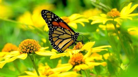 Butterfly On Yellow Flowers Wallpapers Hd Desktop And