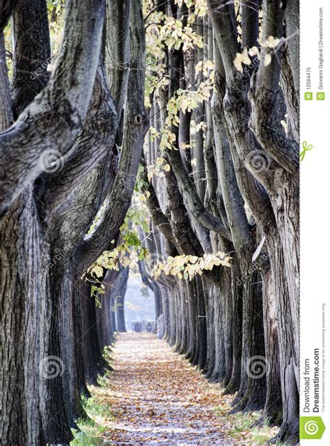 Tree Alley In Lucca Stock Image Image Of Nature Lucca 12584475