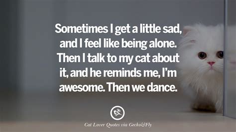 25 Cute Cat Images With Quotes For Crazy Cat Ladies Gentlemen And Lovers