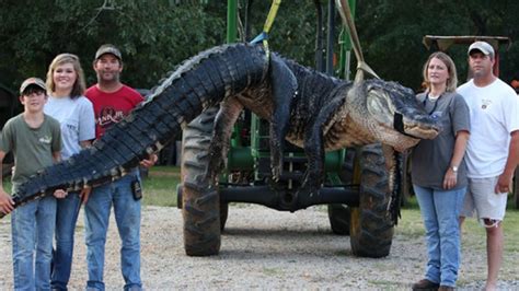 15 Foot 1000 Pound Alligator Captured In Alabama Fox News