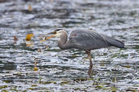 Blue Herons Identified As A Significant Juvenile Salmon Predator