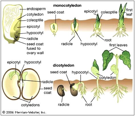Dicot Seed Diagram