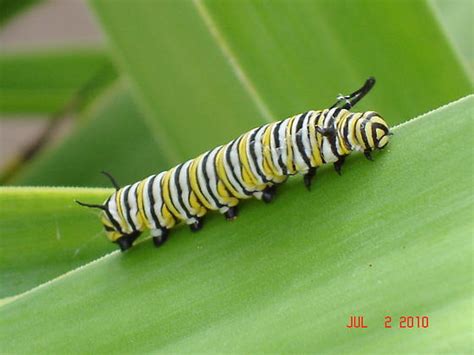 Whiteyellowblack Striped Caterpillar Danaus Plexippus Bugguidenet