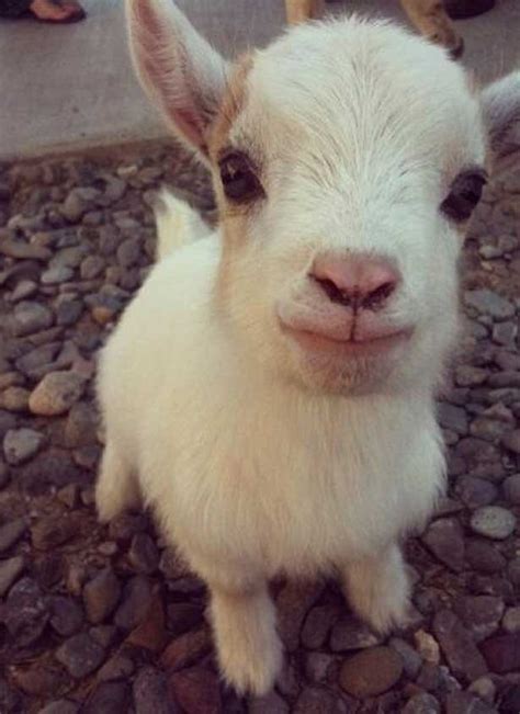 Top 10 Of The Cutest Baby Goats Yummypets