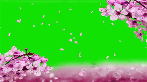 Cherry Blossoms Green Screen Effect Youtube