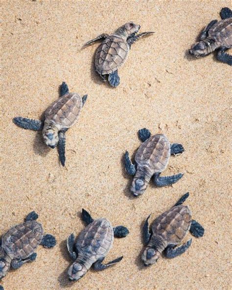 Baby Sea Turtles Cute Baby Turtles Baby Sea Turtles Tiny Turtle