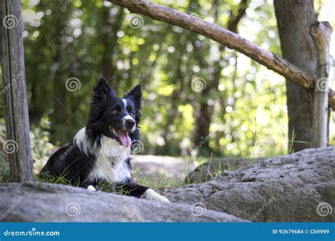 Portrait Of A Puppy Of Border Collie In The Woods Stock Photo Image