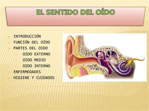 Power Point Del Oido Tic 2 Ppt