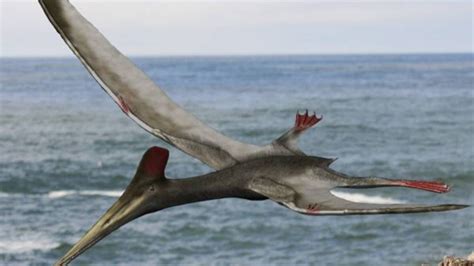 The Pterosaur Renaissance Were Finding More Ancient Flying Reptiles