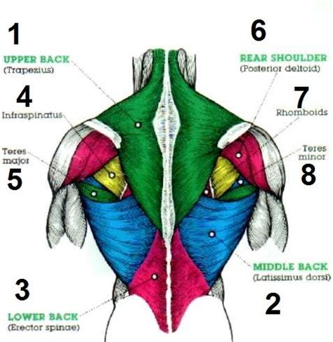 All about the back muscles shares the back anatomy includes the latissimus dorsi trapezius erector spinae rhomboid and the teres lower back muscles diagram human back muscles anatomy on human. اسماء عضلات الظهر | Muscle diagram, Muscle anatomy, Body muscle anatomy